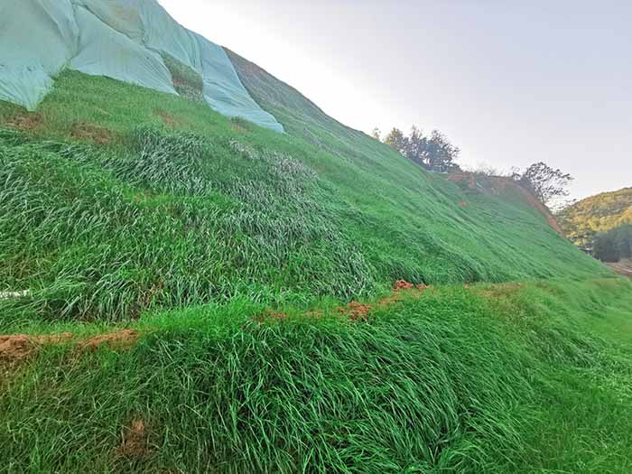 常德市鼎城区石板滩镇石煤矿区伍房石煤矿（防治I区）生态环境番茄视频app下载工程